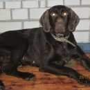 Подробнее об объявлении «Найдена собака Ставрополь» Фото: найдена собака  «Найдена собака Ставрополь» в г. Ставрополь