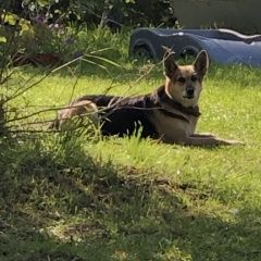 Подробнее об объявлении «Кобринское Найдена собака деревня меньково» Фото: найдена собака Немецкая овчарка «Кобринское Найдена собака деревня меньково» в г. Кобринское