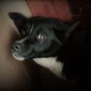 Подробнее об объявлении «Найдена собака Нижний Новгород» Фото: найдена собака  «Найдена собака Нижний Новгород» в г. Нижний Новгород