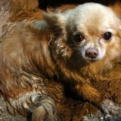 Подробнее об объявлении «Нарофоминск Найдена собака кобель» Фото: найдена собака Чихуахуа «Нарофоминск Найдена собака кобель» в г. Нарофоминск