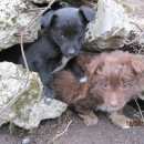 Подробнее об объявлении «Найдена собака Ставрополь» Фото: найдена собака  «Найдена собака Ставрополь» в г. Ставрополь