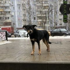 Подробнее об объявлении «Найдена собака кобель. кобель в ошейнике Видное» Фото: найдена собака  «Найдена собака кобель. кобель в ошейнике Видное» в г. Видное