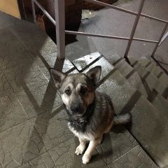 Подробнее об объявлении «Кстово Найдена собака» Фото: найдена собака  «Кстово Найдена собака» в г. Кстово