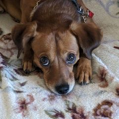 Подробнее об объявлении «Найдена собака кобель рыжий мальчик на стройных крепких ножках Ростов-на-Дону» Фото: найдена собака  «Найдена собака кобель рыжий мальчик на стройных...» в г. Ростов-на-Дону