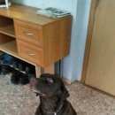 Подробнее об объявлении «Красноярск Найдена собака лабрадор» Фото: найдена собака Лабрадор ретривер «Красноярск Найдена собака лабрадор» в г. Красноярск