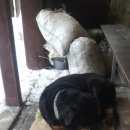 Подробнее об объявлении «Ракитное Найдена собака кобель» Фото: найдена собака Ротвейлер «Ракитное Найдена собака кобель» в г. Ракитное