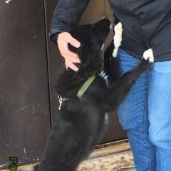 Подробнее об объявлении «Найдена собака Ангарск» Фото: найдена собака  «Найдена собака Ангарск» в г. Ангарск