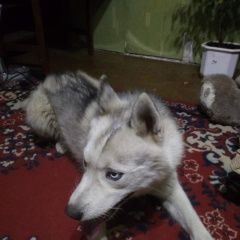 Подробнее об объявлении «Краснодар Найдена собака кобель» Фото: найдена собака Сибирская хаски «Краснодар Найдена собака кобель» в г. Краснодар