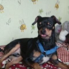 Подробнее об объявлении «Красноярск Найдена собака кобель» Фото: найдена собака  «Красноярск Найдена собака кобель» в г. Красноярск