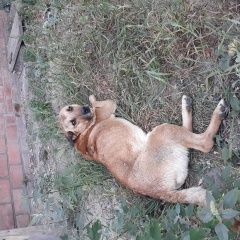 Подробнее об объявлении «Воронеж Найдена собака кобель» Фото: найдена собака  «Воронеж Найдена собака кобель» в г. Воронеж