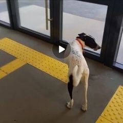 Подробнее об объявлении «Тюмень Найдена собака с красным поводком» Фото: найдена собака  «Тюмень Найдена собака с красным поводком» в г. Тюмень