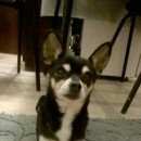 Подробнее об объявлении «Черноголовка Найдена собака маленькая собака» Фото: найдена собака  «Черноголовка Найдена собака маленькая собака» в г. Черноголовка