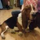 Подробнее об объявлении «Найдена собака кобель бассет хаунд Химки» Фото: найдена собака Бассет-хаунд «Найдена собака кобель бассет хаунд Химки» в г. Химки