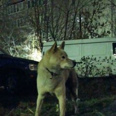 Подробнее об объявлении «Найдена собака кобель Ярославль» Фото: найдена собака  «Найдена собака кобель Ярославль» в г. Ярославль