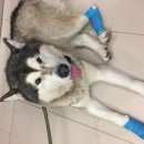 Подробнее об объявлении «Найдена собака кобель собака хаски Химки» Фото: найдена собака  «Найдена собака кобель собака хаски Химки» в г. Химки