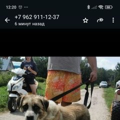 Подробнее об объявлении «Найдена собака кобель кабель Москва» Фото: найдена собака  «Найдена собака кобель кабель Москва» в г. Москва