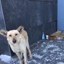 Подробнее об объявлении «Красноярск Найдена собака» Фото: найдена собака  «Красноярск Найдена собака» в г. Красноярск