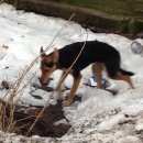 Подробнее об объявлении «Найдена собака Орехово-Зуево» Фото: найдена собака  «Найдена собака Орехово-Зуево» в г. Орехово-Зуево