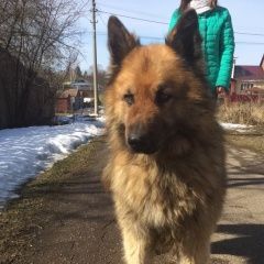Подробнее об объявлении «Нарофоминск Найдена собака кобель дш немецкая овчарка» Фото: найдена собака Немецкая овчарка «Нарофоминск Найдена собака кобель дш немецкая...» в г. Нарофоминск