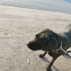 Подробнее об объявлении «Найдена собака Кемерово» Фото: найдена собака  «Найдена собака Кемерово» в г. Кемерово