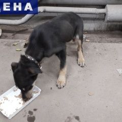 Подробнее об объявлении «Красноярск Найдена собака» Фото: найдена собака  «Красноярск Найдена собака» в г. Красноярск