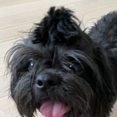 Подробнее об объявлении «Найдена собака кобель. Москва» Фото: найдена собака Ши-тцу «Найдена собака кобель. Москва» в г. Москва