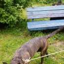 Подробнее об объявлении «Найдена собака бульдог девочка Нижний Новгород» Фото: найдена собака  «Найдена собака бульдог девочка Нижний Новгород» в г. Нижний Новгород