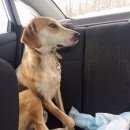 Подробнее об объявлении «Курск Найдена собака русская гончая» Фото: найдена собака  «Курск Найдена собака русская гончая» в г. Курск