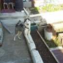 Подробнее об объявлении «Красноярск Найдена собака» Фото: найдена собака Сибирская хаски «Красноярск Найдена собака» в г. Красноярск