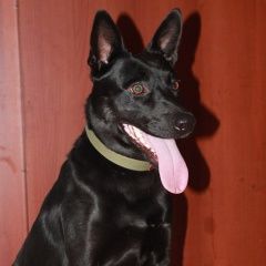 Подробнее об объявлении «Липецк Найдена собака кобель» Фото: найдена собака  «Липецк Найдена собака кобель» в г. Липецк