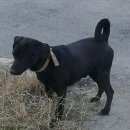 Подробнее об объявлении «Найдена собака кобель Тюмень» Фото: найдена собака  «Найдена собака кобель Тюмень» в г. Тюмень