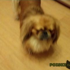 Подробнее об объявлении «Бердск Найдена собака кобель» Фото: найдена собака Пекинес «Бердск Найдена собака кобель» в г. Бердск