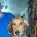 Подробнее об объявлении «Нарофоминск Найдена собака молодая такса» Фото: найдена собака Такса «Нарофоминск Найдена собака молодая такса» в г. Нарофоминск