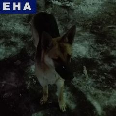 Подробнее об объявлении «Раменское Найдена собака овчарка или метис овчарки» Фото: найдена собака  «Раменское Найдена собака овчарка или метис овчарки» в г. Раменское