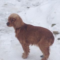 Подробнее об объявлении «Найдена собака спаниэль Константиновск» Фото: найдена собака Английский кокер-спаниель «Найдена собака спаниэль Константиновск» в г. Константиновск