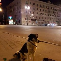 Подробнее об объявлении «Екатеринбург Найдена собака» Фото: найдена собака  «Екатеринбург Найдена собака» в г. Екатеринбург