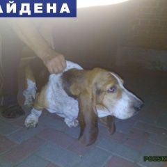 Подробнее об объявлении «Рамонь Найдена собака кобель» Фото: найдена собака Бассет-хаунд «Рамонь Найдена собака кобель» в г. Рамонь