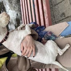 Подробнее об объявлении «Найдена собака Москва» Фото: найдена собака  «Найдена собака Москва» в г. Москва