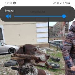 Подробнее об объявлении «Владивосток Найдена собака кобель охотничьей породы.» Фото: найдена собака  «Владивосток Найдена собака кобель охотничьей...» в г. Владивосток