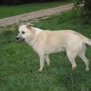 Подробнее об объявлении «Ленинский Найдена собака кобель дата 08.08.2017» Фото: найдена собака  «Ленинский Найдена собака кобель дата 08.08.2017» в г. Ленинский