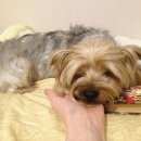 Подробнее об объявлении «Найдена собака кобель йорк Химки» Фото: найдена собака Йоркширский терьер «Найдена собака кобель йорк Химки» в г. Химки