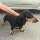 Подробнее об объявлении «Найдена собака кобель такса (кобель) Ставрополь» Фото: найдена собака Такса «Найдена собака кобель такса (кобель) Ставрополь» в г. Ставрополь