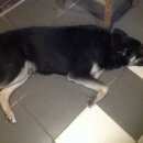 Подробнее об объявлении «Михнево Найдена собака кобель» Фото: найдена собака Восточно-европейская овчарка «Михнево Найдена собака кобель» в г. Михнево