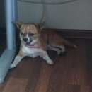 Подробнее об объявлении «Красноярск Найдена собака кобель мальчик чихуахуа» Фото: найдена собака Чихуахуа «Красноярск Найдена собака кобель мальчик чихуахуа» в г. Красноярск