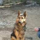 Подробнее об объявлении «Найдена собака кобель Нижний Новгород» Фото: найдена собака Немецкая овчарка «Найдена собака кобель Нижний Новгород» в г. Нижний Новгород
