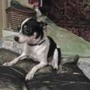 Подробнее об объявлении «Красноярск Найдена собака кобель мальчик, чихуахуа?» Фото: найдена собака  «Красноярск Найдена собака кобель мальчик,...» в г. Красноярск