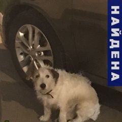 Подробнее об объявлении «Найдена собака Реутов» Фото: найдена собака  «Найдена собака Реутов» в г. Реутов