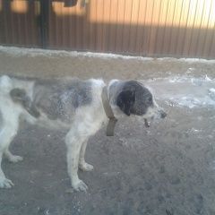 Подробнее об объявлении «Найдена собака кобель большая собака Улан-Удэ» Фото: найдена собака  «Найдена собака кобель большая собака Улан-Удэ» в г. Улан-Удэ