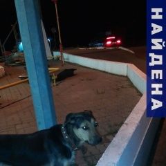 Подробнее об объявлении «Казань Найдена собака с ошейником» Фото: найдена собака  «Казань Найдена собака с ошейником» в г. Казань