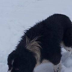 Подробнее об объявлении «Найдена собака кобель Александров» Фото: найдена собака  «Найдена собака кобель Александров» в г. Александров